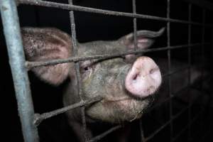 Grower pigs - Captured at Brownlow Piggery - Grower Site, Brownlow SA Australia.