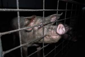 Grower pigs - Captured at Brownlow Piggery - Grower Site, Brownlow SA Australia.