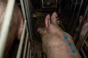 Sows in sow stalls - Captured at Brownlow Piggery - Breeder Site, Brownlow SA Australia.