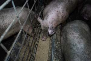 Grower pigs - Captured at Brownlow Piggery - Grower Site, Brownlow SA Australia.