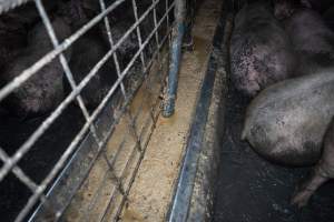 Grower pigs - Captured at Brownlow Piggery - Grower Site, Brownlow SA Australia.