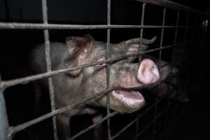 Grower pigs - Captured at Brownlow Piggery - Grower Site, Brownlow SA Australia.