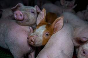 Weaner piglets - Captured at Brownlow Piggery - Breeder Site, Brownlow SA Australia.