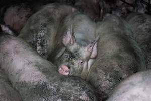 Grower pigs - Captured at Brownlow Piggery - Grower Site, Brownlow SA Australia.