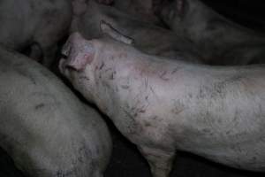 Grower pigs - Captured at Brownlow Piggery - Grower Site, Brownlow SA Australia.