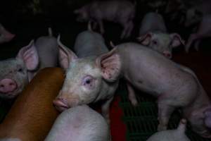 Weaner piglets - Captured at Brownlow Piggery - Breeder Site, Brownlow SA Australia.