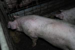 Grower pigs - Captured at Brownlow Piggery - Grower Site, Brownlow SA Australia.