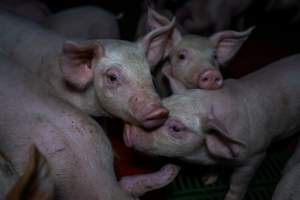 Weaner piglets - Captured at Brownlow Piggery - Breeder Site, Brownlow SA Australia.