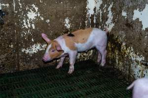 Weaner piglets - Captured at Brownlow Piggery - Breeder Site, Brownlow SA Australia.