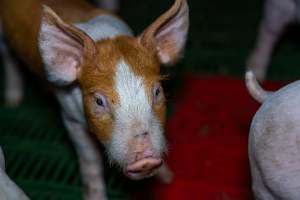 Weaner piglets - Captured at Brownlow Piggery - Breeder Site, Brownlow SA Australia.