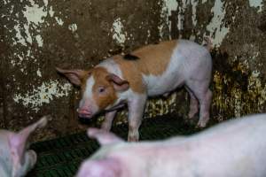 Weaner piglets - Captured at Brownlow Piggery - Breeder Site, Brownlow SA Australia.