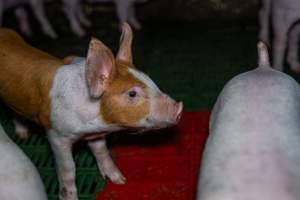 Weaner piglets - Captured at Brownlow Piggery - Breeder Site, Brownlow SA Australia.