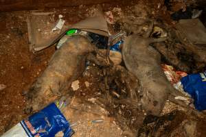Dead pigs in a trench - Investigators discovered a large trench full of pig corpses and rubbish, in a clearing adjacent to Brownlow Piggery's grower site. - Captured at Brownlow Piggery - Grower Site, Brownlow SA Australia.