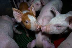 Weaner piglets - Captured at Brownlow Piggery - Breeder Site, Brownlow SA Australia.