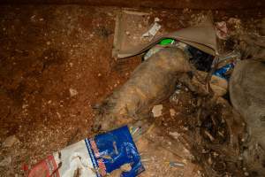 Dead pigs in a trench - Investigators discovered a large trench full of pig corpses and rubbish, in a clearing adjacent to Brownlow Piggery's grower site. - Captured at Brownlow Piggery - Grower Site, Brownlow SA Australia.