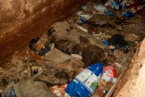 Dead pigs in a trench - Investigators discovered a large trench full of pig corpses and rubbish, in a clearing adjacent to Brownlow Piggery's grower site. - Captured at Brownlow Piggery - Grower Site, Brownlow SA Australia.