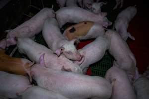 Weaner piglets - Captured at Brownlow Piggery - Breeder Site, Brownlow SA Australia.