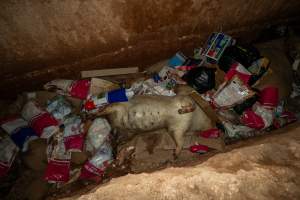 Dead pigs in a trench - Investigators discovered a large trench full of pig corpses and rubbish, in a clearing adjacent to Brownlow Piggery's grower site. - Captured at Brownlow Piggery - Grower Site, Brownlow SA Australia.