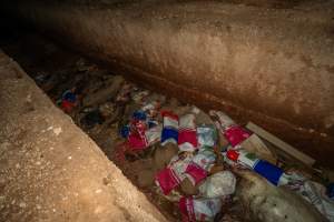 Dead pigs in a trench - Investigators discovered a large trench full of pig corpses and rubbish, in a clearing adjacent to Brownlow Piggery's grower site. - Captured at Brownlow Piggery - Grower Site, Brownlow SA Australia.