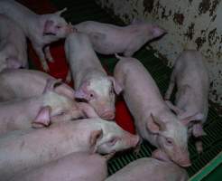 Weaner piglets - Captured at Brownlow Piggery - Breeder Site, Brownlow SA Australia.