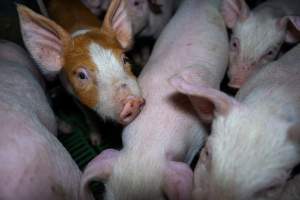 Weaner piglets - Captured at Brownlow Piggery - Breeder Site, Brownlow SA Australia.