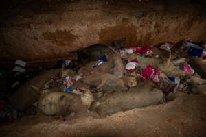 Dead pigs in a trench - Investigators discovered a large trench full of pig corpses and rubbish, in a clearing adjacent to Brownlow Piggery's grower site. - Captured at Brownlow Piggery - Grower Site, Brownlow SA Australia.