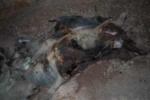 Dead pigs in a trench - Investigators discovered a large trench full of pig corpses and rubbish, in a clearing adjacent to Brownlow Piggery's grower site. - Captured at Brownlow Piggery - Grower Site, Brownlow SA Australia.