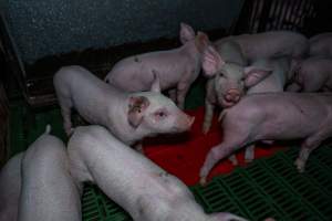 Weaner piglets - Captured at Brownlow Piggery - Breeder Site, Brownlow SA Australia.