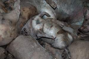 Dead pigs in a trench - Investigators discovered a large trench full of pig corpses and rubbish, in a clearing adjacent to Brownlow Piggery's grower site. - Captured at Brownlow Piggery - Grower Site, Brownlow SA Australia.