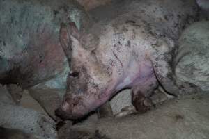Dead pigs in a trench - Investigators discovered a large trench full of pig corpses and rubbish, in a clearing adjacent to Brownlow Piggery's grower site. - Captured at Brownlow Piggery - Grower Site, Brownlow SA Australia.