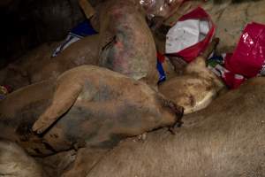 Dead pigs in a trench - Investigators discovered a large trench full of pig corpses and rubbish, in a clearing adjacent to Brownlow Piggery's grower site. - Captured at Brownlow Piggery - Grower Site, Brownlow SA Australia.