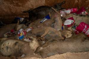 Dead pigs in a trench - Investigators discovered a large trench full of pig corpses and rubbish, in a clearing adjacent to Brownlow Piggery's grower site. - Captured at Brownlow Piggery - Grower Site, Brownlow SA Australia.