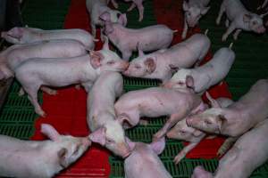 Weaner piglets - Captured at Brownlow Piggery - Breeder Site, Brownlow SA Australia.