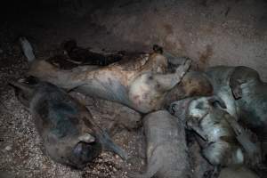 Dead pigs in a trench - Investigators discovered a large trench full of pig corpses and rubbish, in a clearing adjacent to Brownlow Piggery's grower site. - Captured at Brownlow Piggery - Grower Site, Brownlow SA Australia.