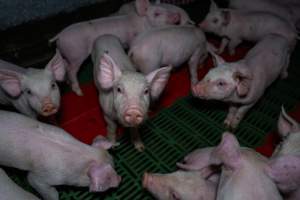 Weaner piglets - Captured at Brownlow Piggery - Breeder Site, Brownlow SA Australia.