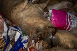 Dead pigs in a trench - Investigators discovered a large trench full of pig corpses and rubbish, in a clearing adjacent to Brownlow Piggery's grower site. - Captured at Brownlow Piggery - Grower Site, Brownlow SA Australia.