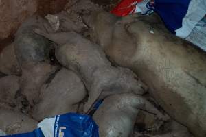 Dead pigs in a trench - Investigators discovered a large trench full of pig corpses and rubbish, in a clearing adjacent to Brownlow Piggery's grower site. - Captured at Brownlow Piggery - Grower Site, Brownlow SA Australia.