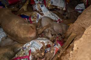 Dead pigs in a trench - Investigators discovered a large trench full of pig corpses and rubbish, in a clearing adjacent to Brownlow Piggery's grower site. - Captured at Brownlow Piggery - Grower Site, Brownlow SA Australia.