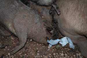 Dead pigs in a trench - Investigators discovered a large trench full of pig corpses and rubbish, in a clearing adjacent to Brownlow Piggery's grower site. - Captured at Brownlow Piggery - Grower Site, Brownlow SA Australia.