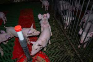 Weaner piglets - Captured at Brownlow Piggery - Breeder Site, Brownlow SA Australia.
