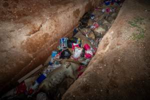 Dead pigs in a trench - Investigators discovered a large trench full of pig corpses and rubbish, in a clearing adjacent to Brownlow Piggery's grower site. - Captured at Brownlow Piggery - Grower Site, Brownlow SA Australia.