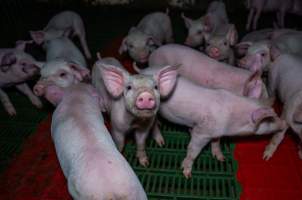 Weaner piglets - Captured at Brownlow Piggery - Breeder Site, Brownlow SA Australia.