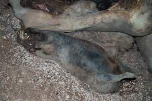 Dead pigs in a trench - Investigators discovered a large trench full of pig corpses and rubbish, in a clearing adjacent to Brownlow Piggery's grower site. - Captured at Brownlow Piggery - Grower Site, Brownlow SA Australia.