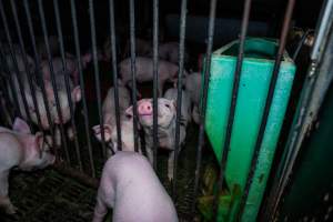 Weaner piglets - Captured at Brownlow Piggery - Breeder Site, Brownlow SA Australia.