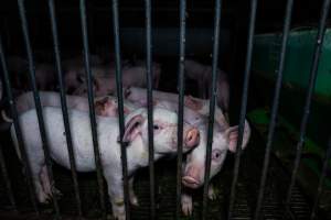 Weaner piglets - Captured at Brownlow Piggery - Breeder Site, Brownlow SA Australia.