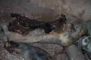 Dead pigs in a trench - Investigators discovered a large trench full of pig corpses and rubbish, in a clearing adjacent to Brownlow Piggery's grower site. - Captured at Brownlow Piggery - Grower Site, Brownlow SA Australia.