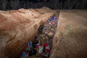 Dead pigs in a trench - Investigators discovered a large trench full of pig corpses and rubbish, in a clearing adjacent to Brownlow Piggery's grower site. - Captured at Brownlow Piggery - Grower Site, Brownlow SA Australia.
