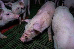Weaner piglet with facial wound - Captured at Brownlow Piggery - Breeder Site, Brownlow SA Australia.