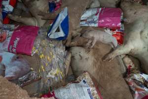 Dead pigs in a trench - Investigators discovered a large trench full of pig corpses and rubbish, in a clearing adjacent to Brownlow Piggery's grower site. - Captured at Brownlow Piggery - Grower Site, Brownlow SA Australia.