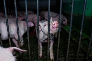 Weaner piglets - Captured at Brownlow Piggery - Breeder Site, Brownlow SA Australia.